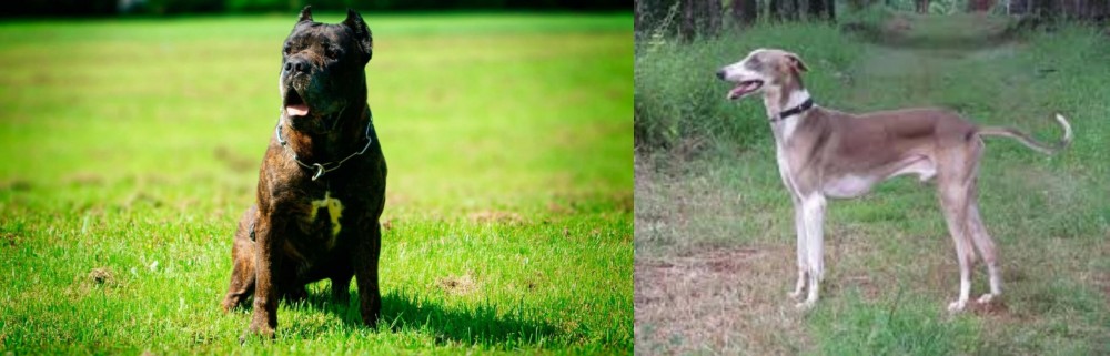 Mudhol Hound vs Bandog - Breed Comparison