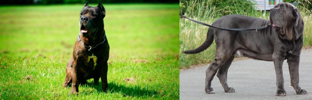 Neapolitan Mastiff vs Bandog - Breed Comparison