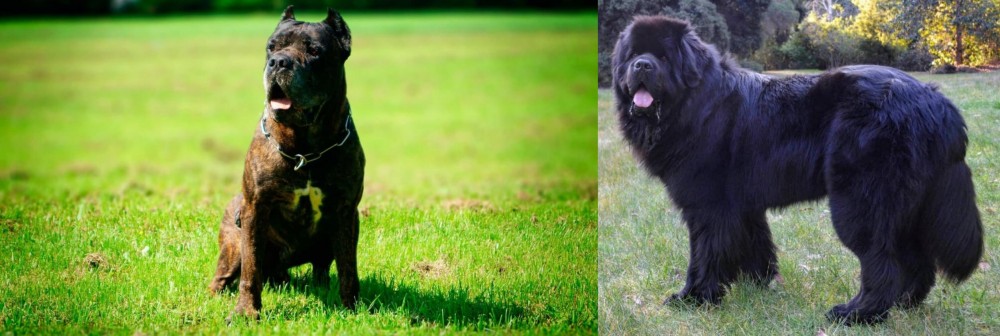 Newfoundland Dog vs Bandog - Breed Comparison