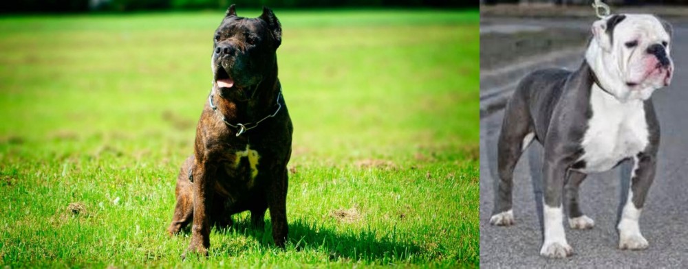 Old English Bulldog vs Bandog - Breed Comparison