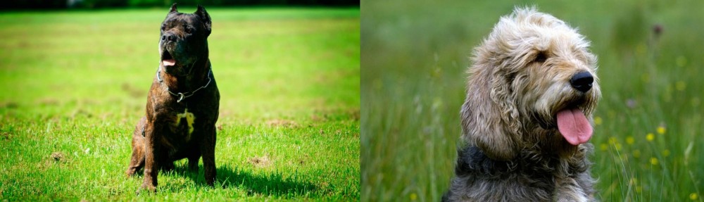 Otterhound vs Bandog - Breed Comparison