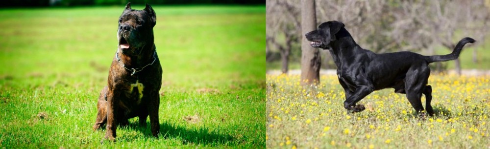 Perro de Pastor Mallorquin vs Bandog - Breed Comparison