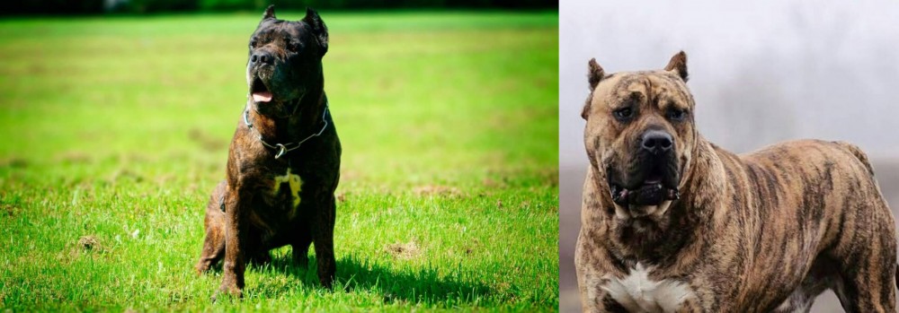 Perro de Presa Canario vs Bandog - Breed Comparison