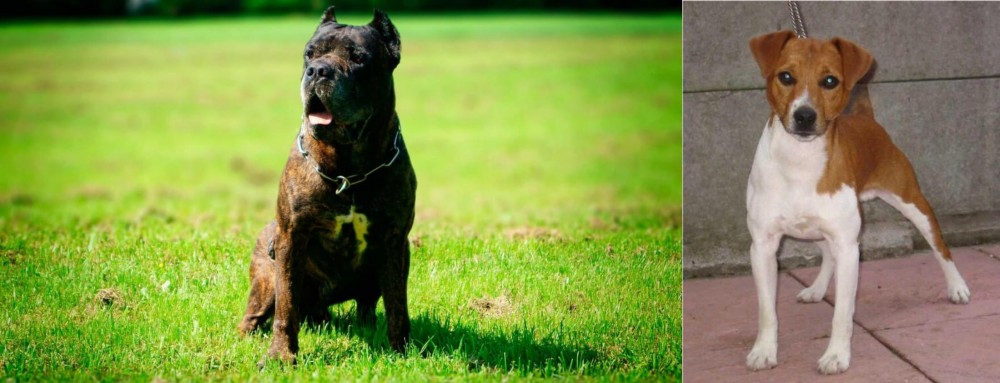 Plummer Terrier vs Bandog - Breed Comparison