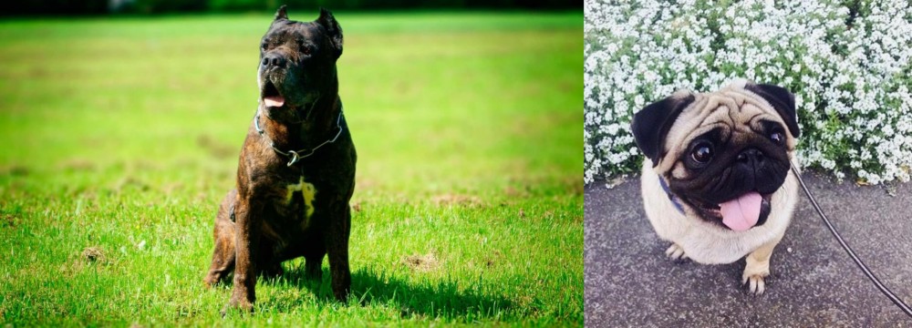 Pug vs Bandog - Breed Comparison