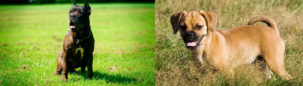 Puggle vs Bandog - Breed Comparison
