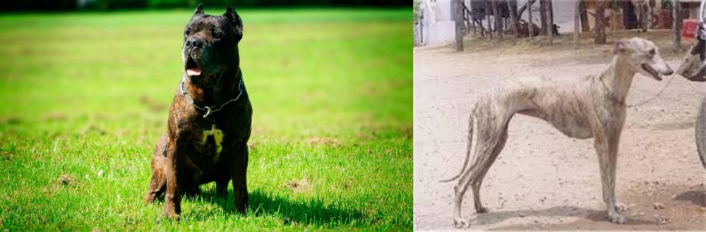 Rampur Greyhound vs Bandog - Breed Comparison