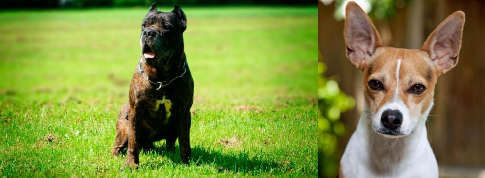 Rat Terrier vs Bandog - Breed Comparison
