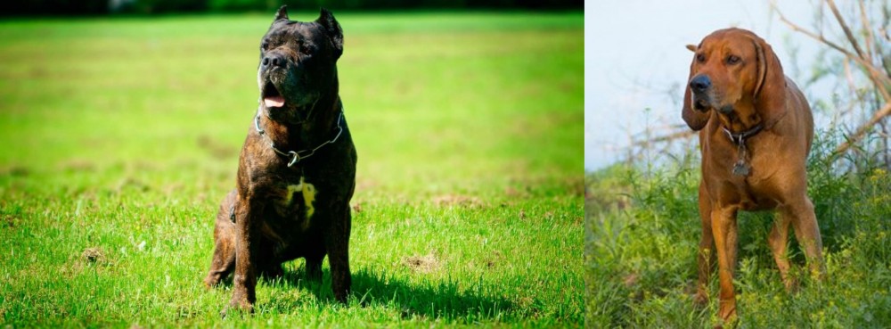 Redbone Coonhound vs Bandog - Breed Comparison