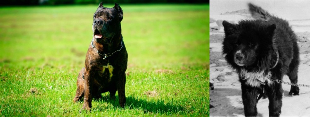Sakhalin Husky vs Bandog - Breed Comparison