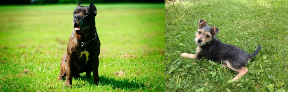 Schnorkie vs Bandog - Breed Comparison