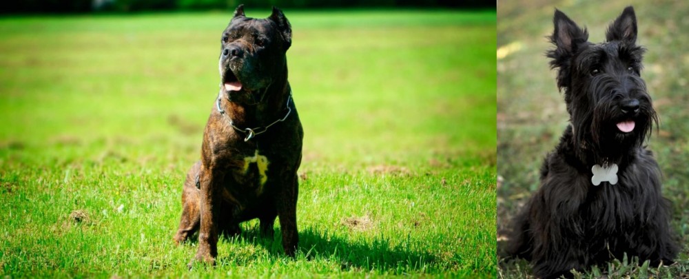 Scoland Terrier vs Bandog - Breed Comparison