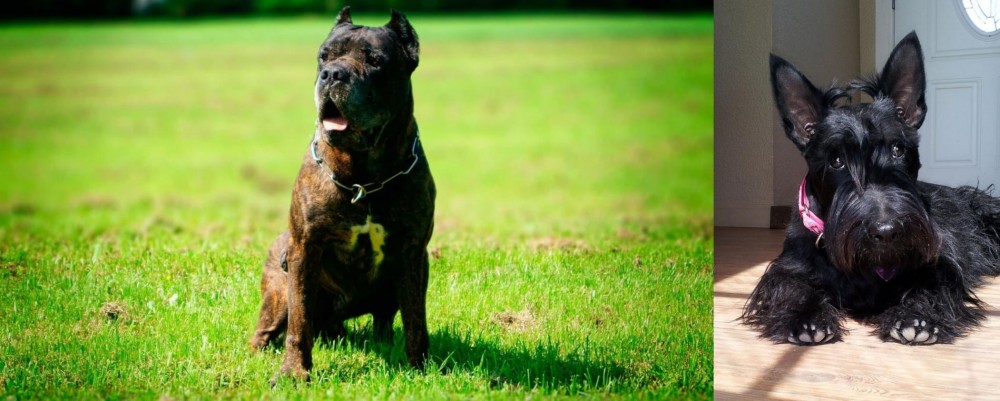 Scottish Terrier vs Bandog - Breed Comparison