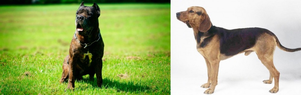 Serbian Hound vs Bandog - Breed Comparison