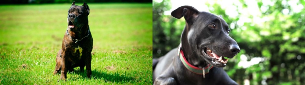 Shepard Labrador vs Bandog - Breed Comparison