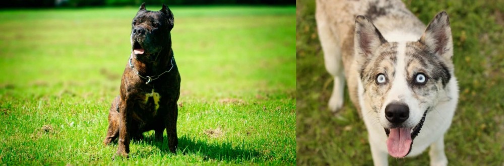 Shepherd Husky vs Bandog - Breed Comparison