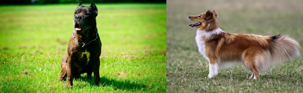Shetland Sheepdog vs Bandog - Breed Comparison