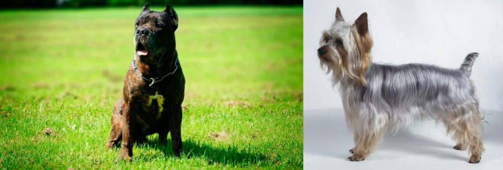 Silky Terrier vs Bandog - Breed Comparison