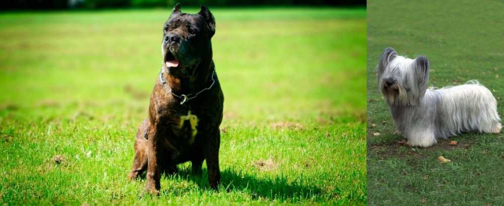 Skye Terrier vs Bandog - Breed Comparison