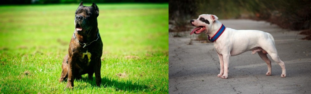 Staffordshire Bull Terrier vs Bandog - Breed Comparison