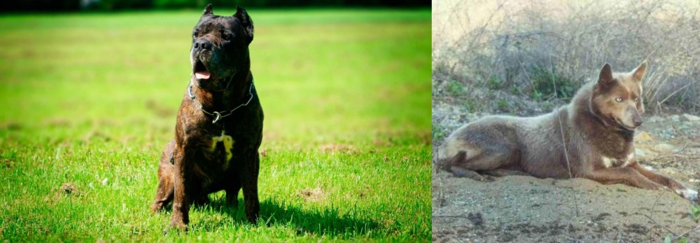 Tahltan Bear Dog vs Bandog - Breed Comparison