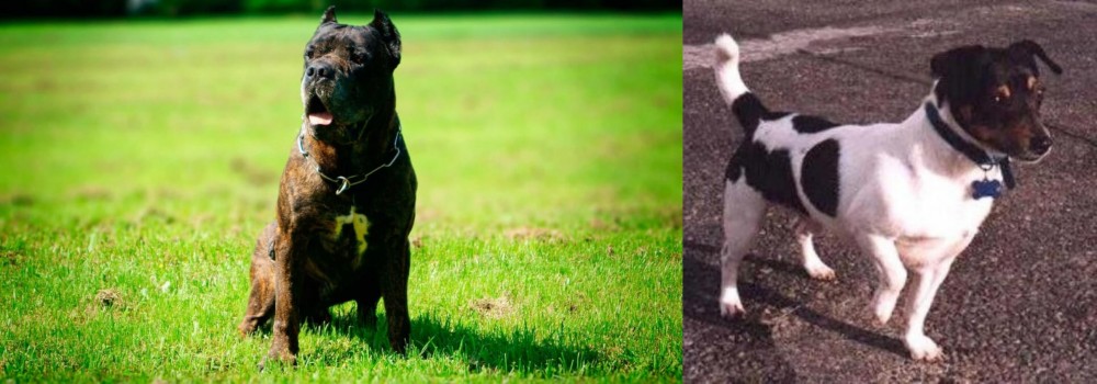 Teddy Roosevelt Terrier vs Bandog - Breed Comparison