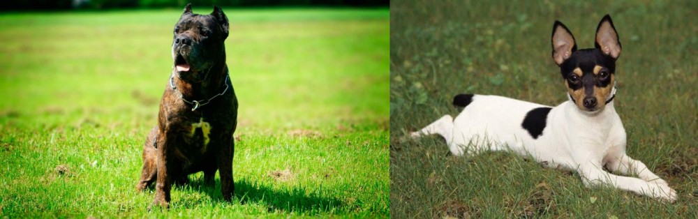 Toy Fox Terrier vs Bandog - Breed Comparison