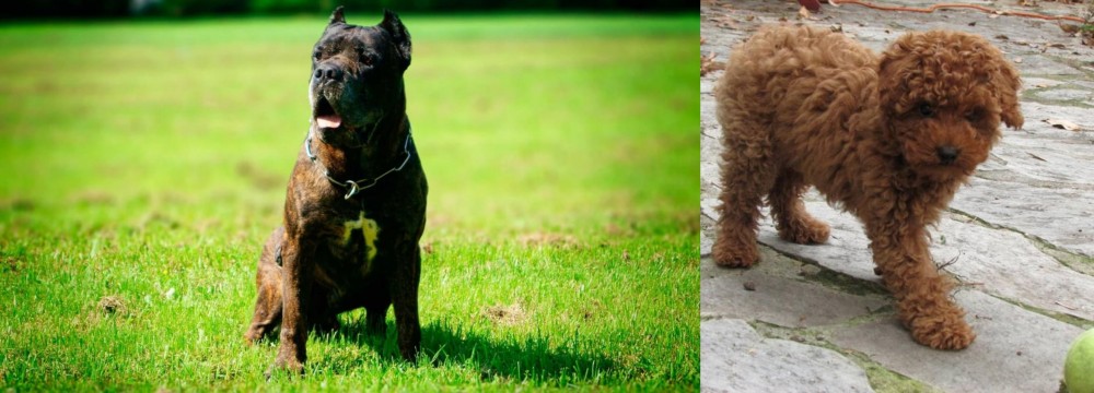 Toy Poodle vs Bandog - Breed Comparison