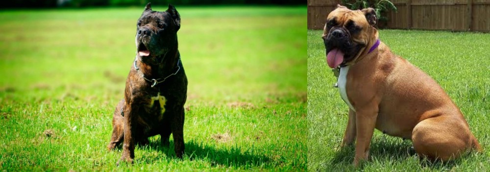 Valley Bulldog vs Bandog - Breed Comparison