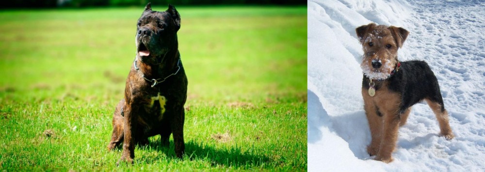 Welsh Terrier vs Bandog - Breed Comparison