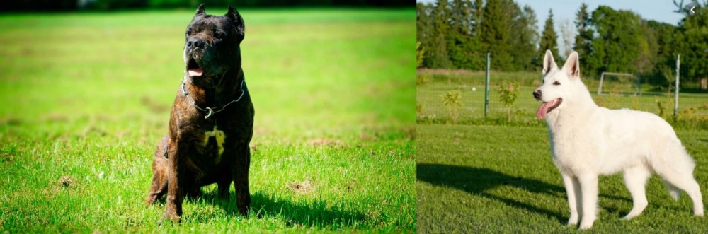 White Shepherd vs Bandog - Breed Comparison