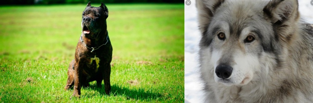 Wolfdog vs Bandog - Breed Comparison