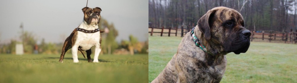 American Mastiff vs Bantam Bulldog - Breed Comparison