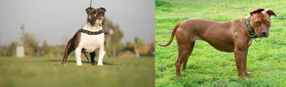 American Pit Bull Terrier vs Bantam Bulldog - Breed Comparison