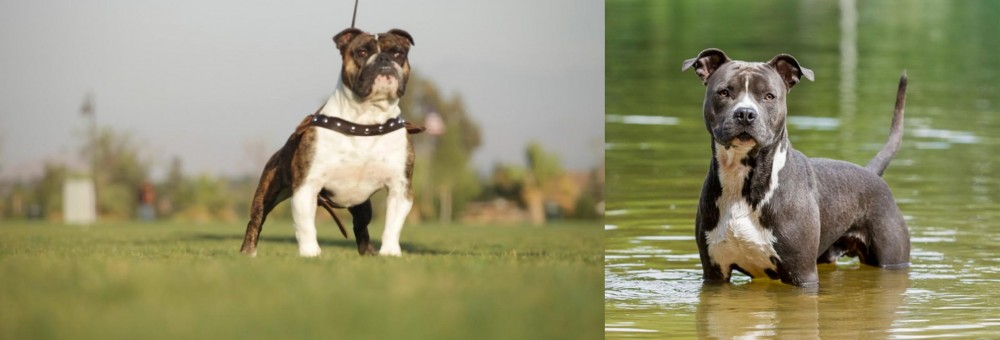 American Staffordshire Terrier vs Bantam Bulldog - Breed Comparison