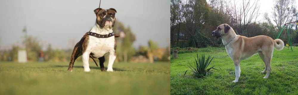 Anatolian Shepherd vs Bantam Bulldog - Breed Comparison