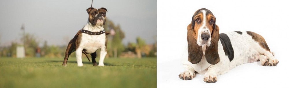 Basset Hound vs Bantam Bulldog - Breed Comparison