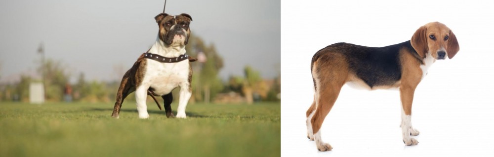 Beagle-Harrier vs Bantam Bulldog - Breed Comparison