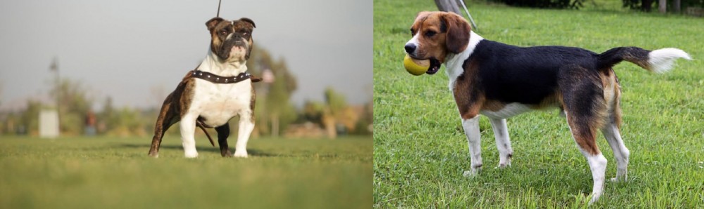 Beaglier vs Bantam Bulldog - Breed Comparison