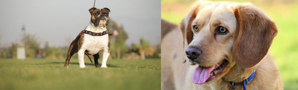 Beago vs Bantam Bulldog - Breed Comparison