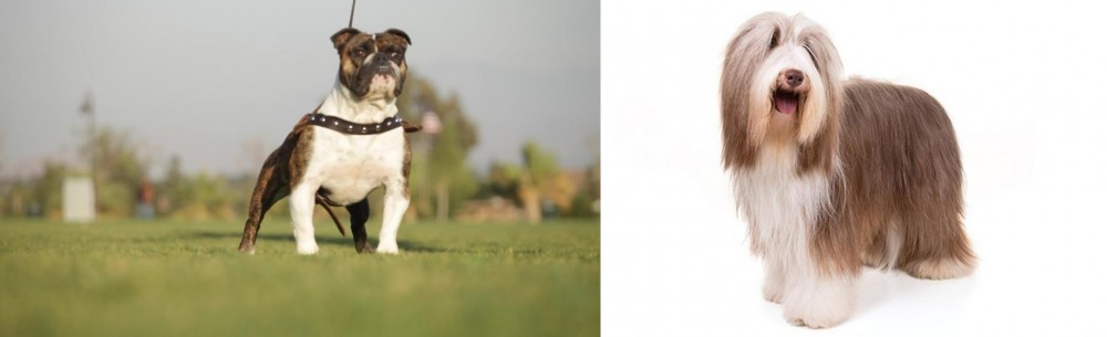 Bearded Collie vs Bantam Bulldog - Breed Comparison