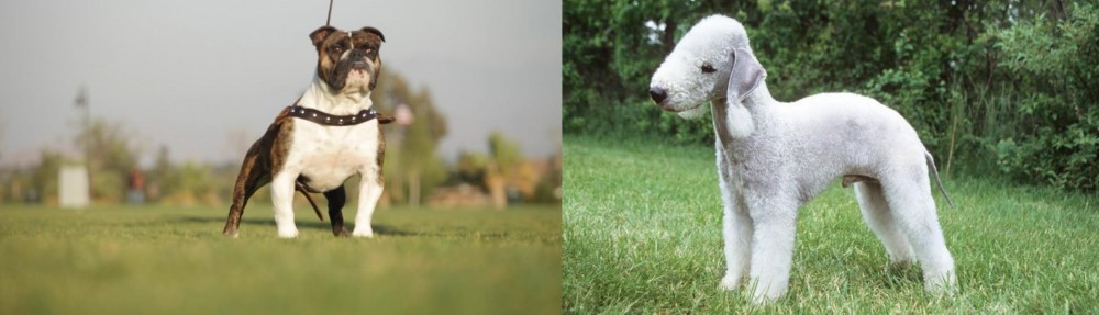 Bedlington Terrier vs Bantam Bulldog - Breed Comparison