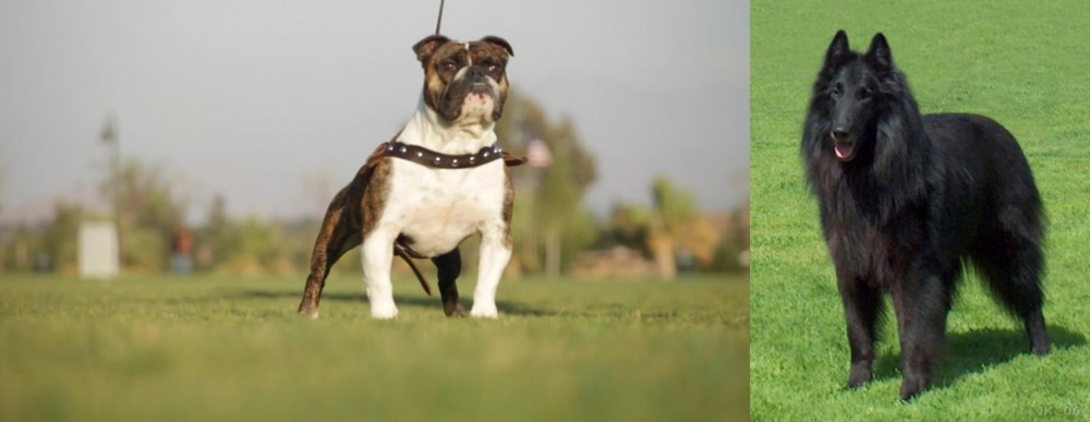 Belgian Shepherd Dog (Groenendael) vs Bantam Bulldog - Breed Comparison