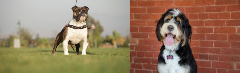 Bernedoodle vs Bantam Bulldog - Breed Comparison
