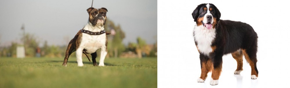 Bernese Mountain Dog vs Bantam Bulldog - Breed Comparison