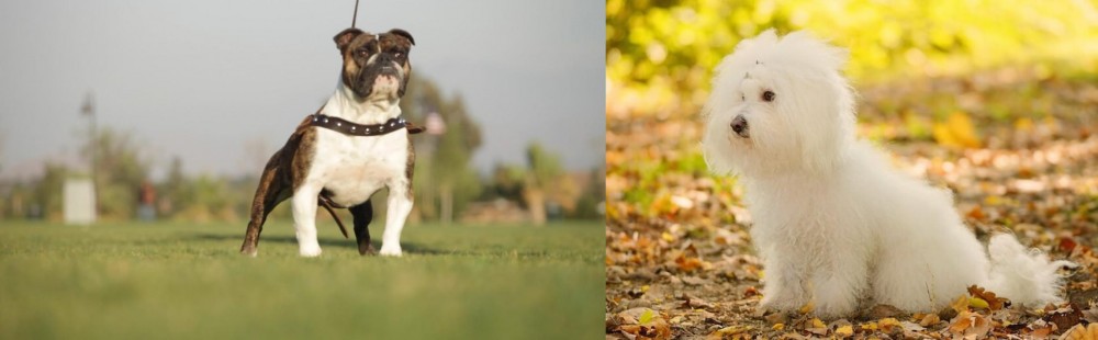 Bichon Bolognese vs Bantam Bulldog - Breed Comparison