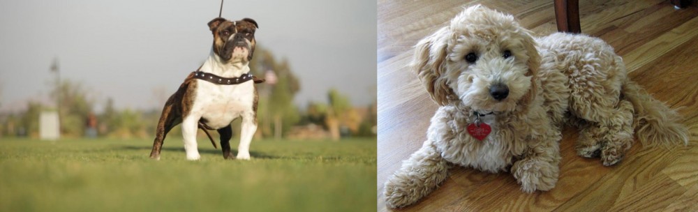 Bichonpoo vs Bantam Bulldog - Breed Comparison