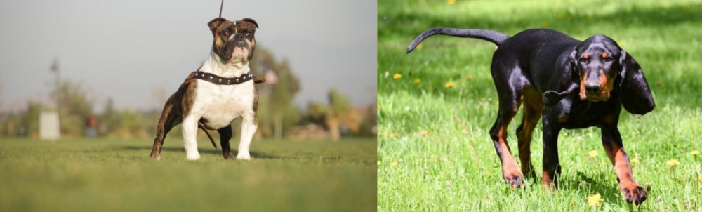 Black and Tan Coonhound vs Bantam Bulldog - Breed Comparison