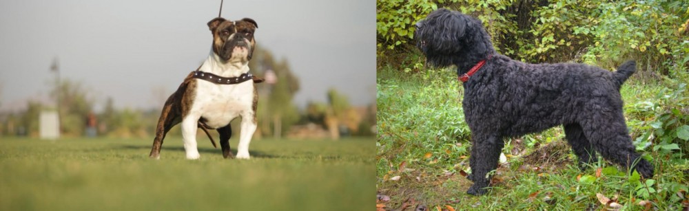 Black Russian Terrier vs Bantam Bulldog - Breed Comparison