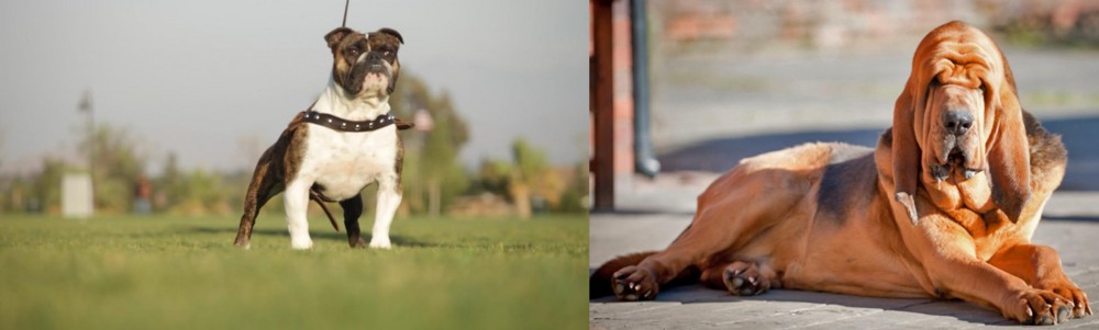 Bloodhound vs Bantam Bulldog - Breed Comparison